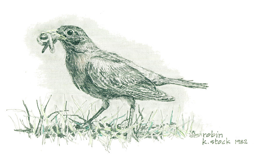 Robin Drawing by Kenneth Stock