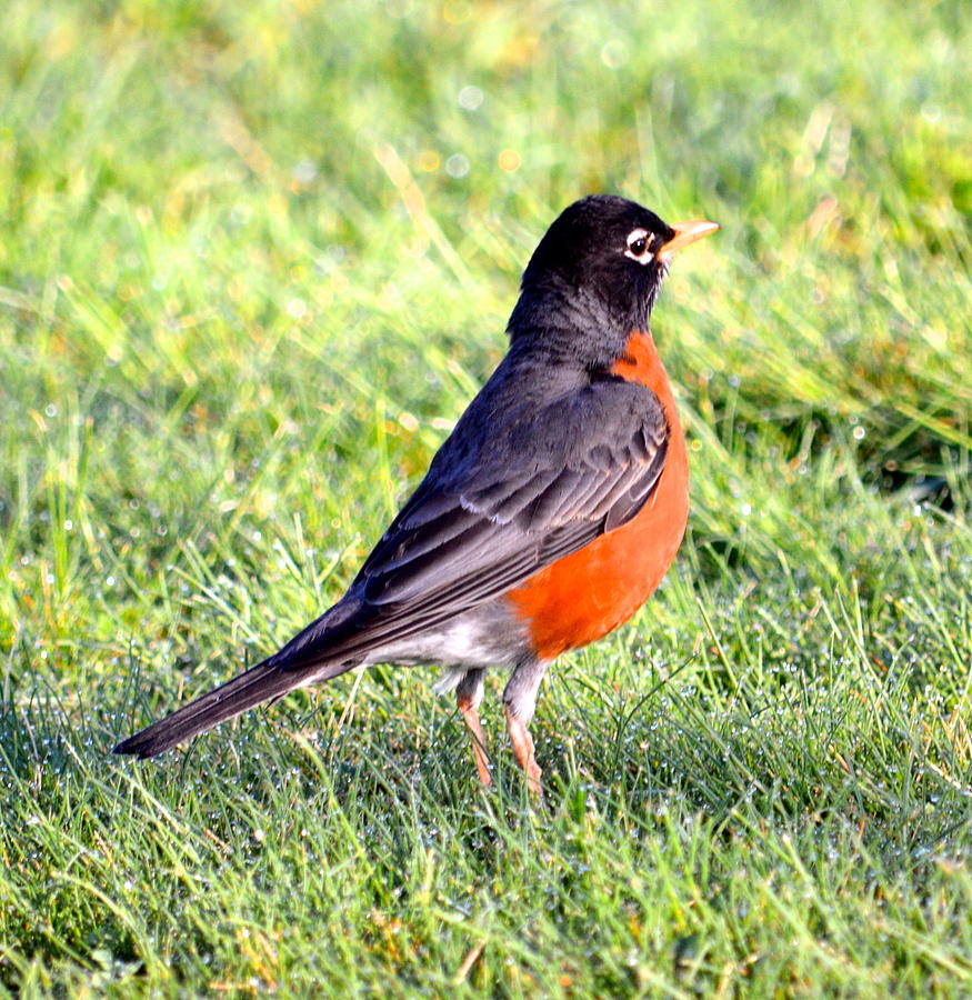 Robin Photograph by Lara Ramsey - Fine Art America