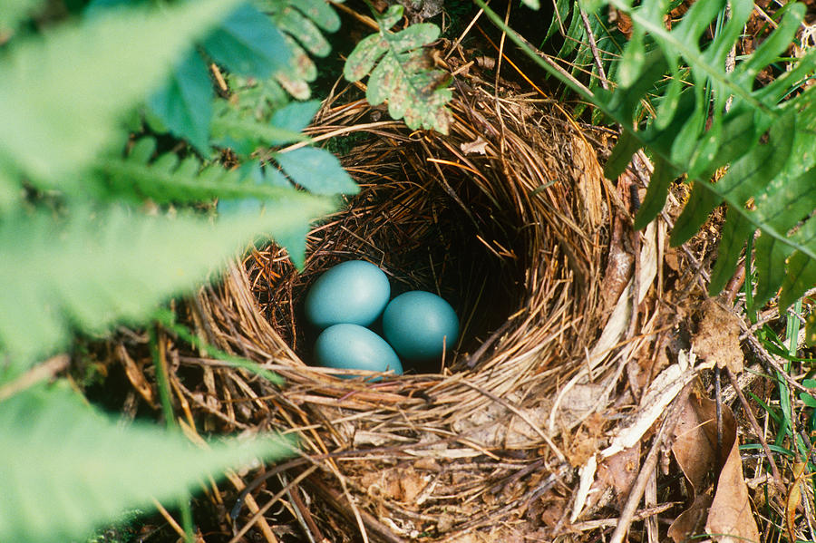 Robin Nest Photograph by Del Mulkey