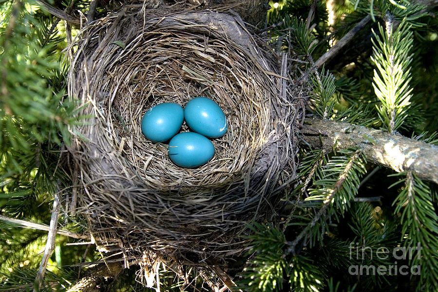 Robin Nest Photograph by Linda Freshwaters Arndt