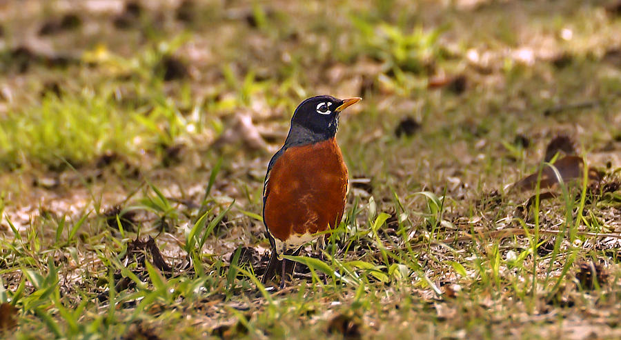 Robin on a Warm Spring Morning Photograph by Michael Whitaker