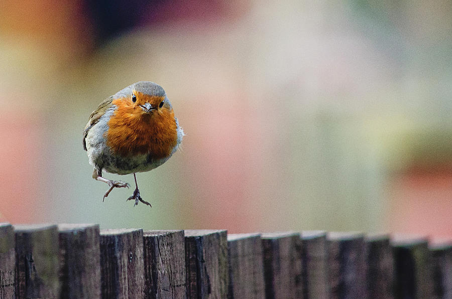 Robin Red Breast Landing Photograph by By Gerry Greer