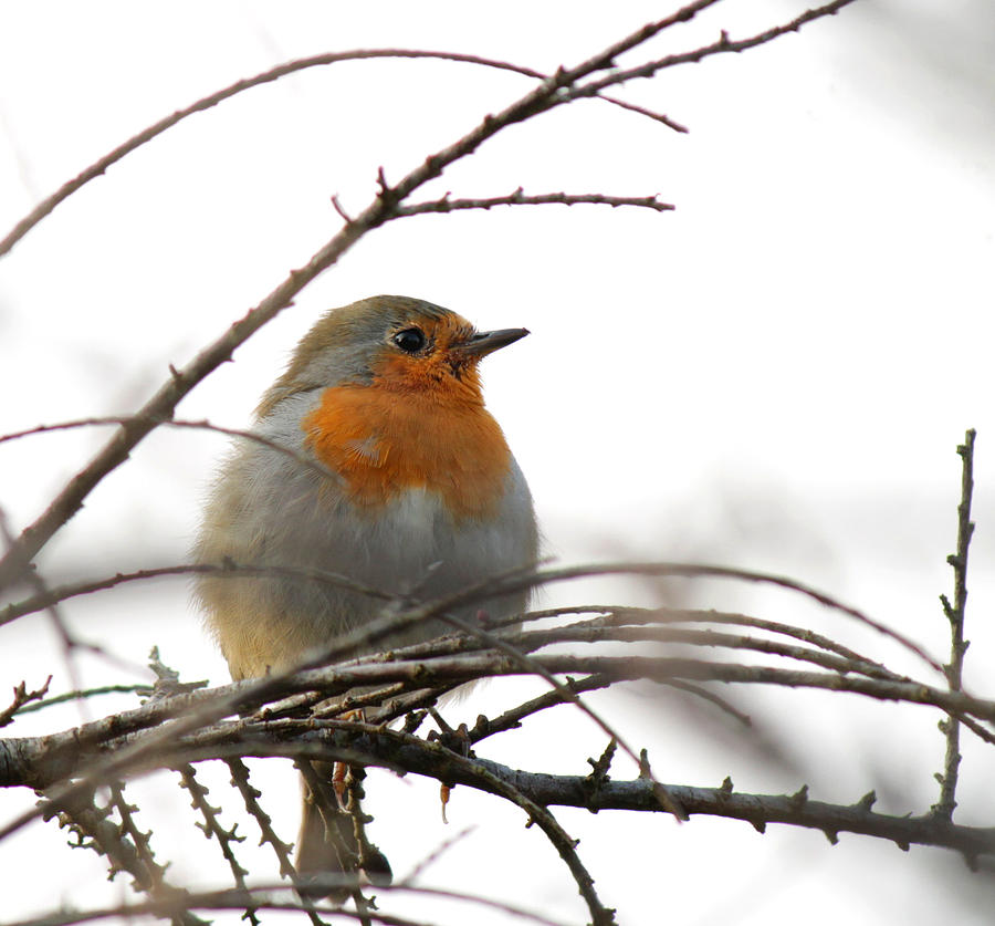 Robin Red Breast by Sarah Broadmeadow-Thomas Robin Red Breast by Sarah Broadmeadow-Thomas