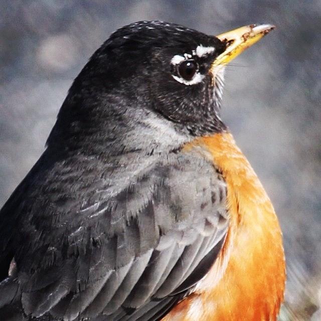 Wildlife Photograph - Robin Red Breast #spring #bird #robin by Lisa Thomas