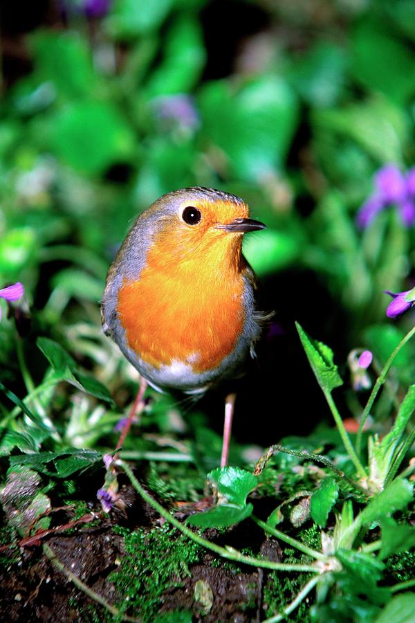 Robin Redbreast Photograph by Brian Gadsby/science Photo Library