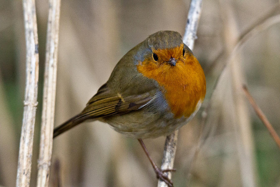 Robin Photograph - Robin Redbreast by Chris Whittle