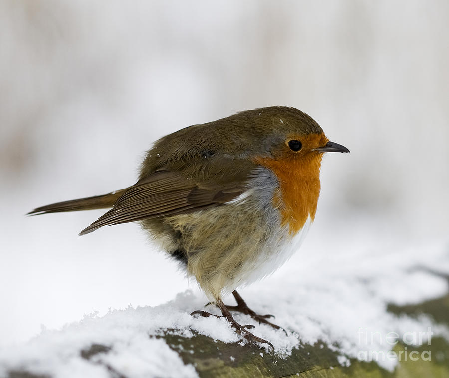 Robin Redbreast in the Snow Photograph by Philip Pound - Fine Art America