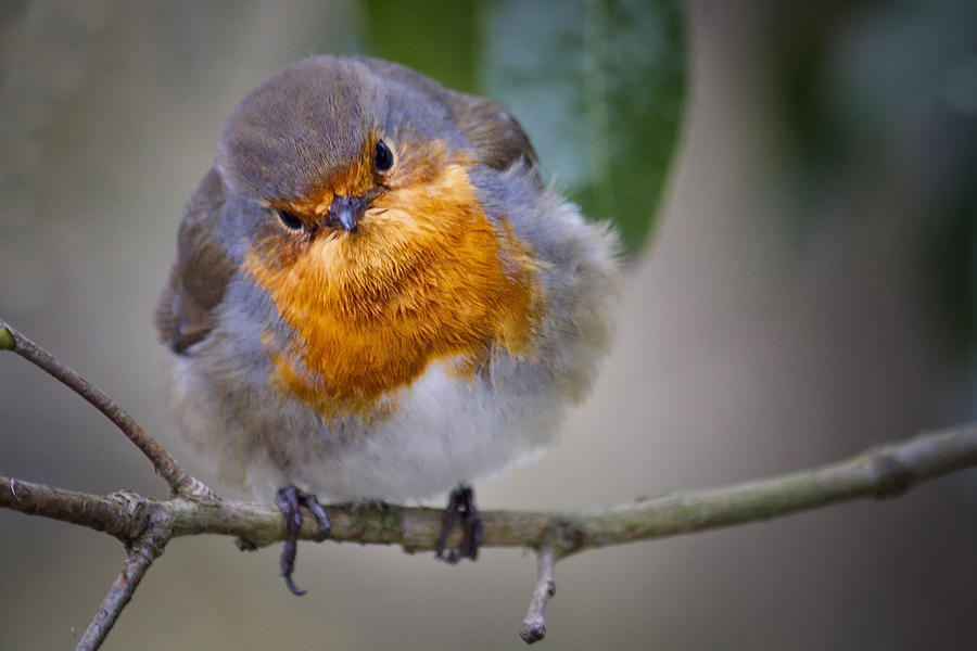 Robin redbreast Photograph by Shirley Mitchell