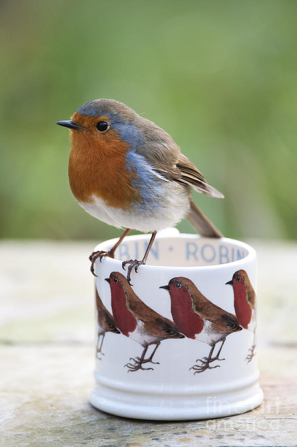 Robin Redbreast Photograph by Tim Gainey