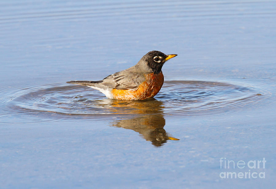 Robin Ripples of Spring Photograph by Roger Becker