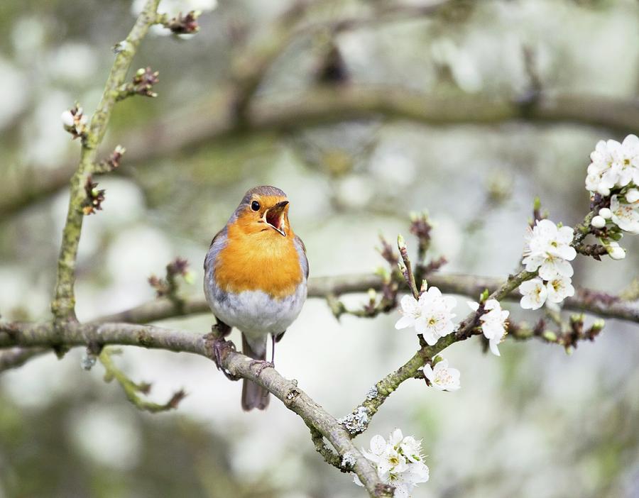 Robin Singing On A Branch Photograph by Gustoimages/science Photo ...