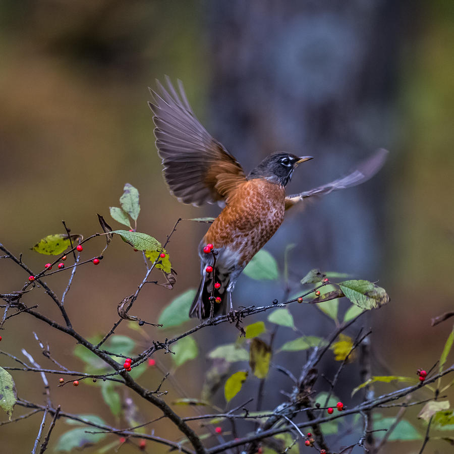 Robin Taking off Photograph by Paul Freidlund