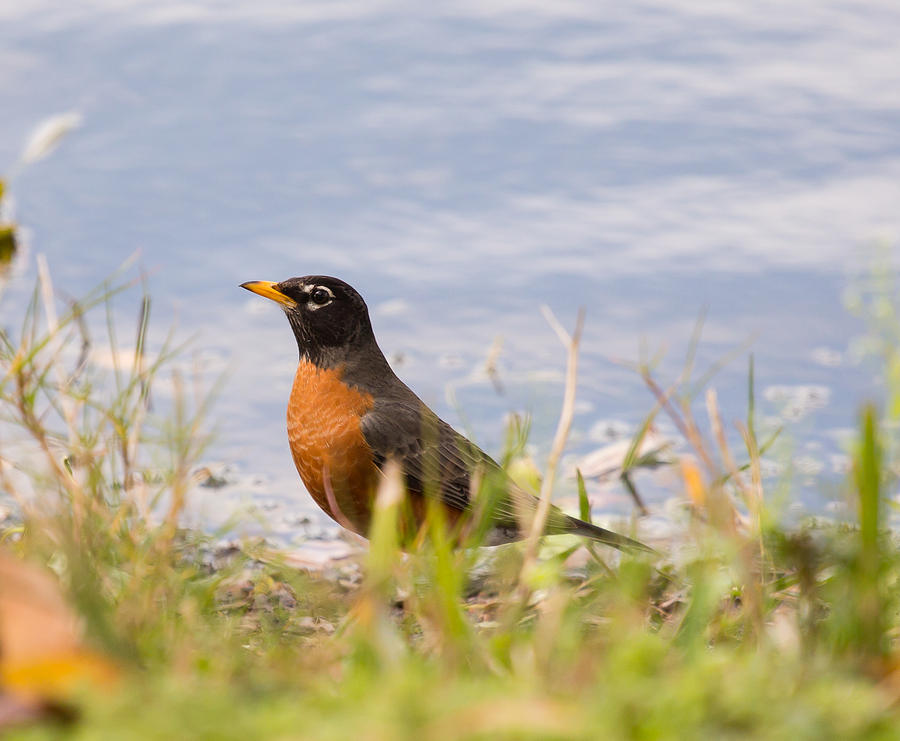 Wildlife Photograph - Robin Viewing Surroundings by John M Bailey