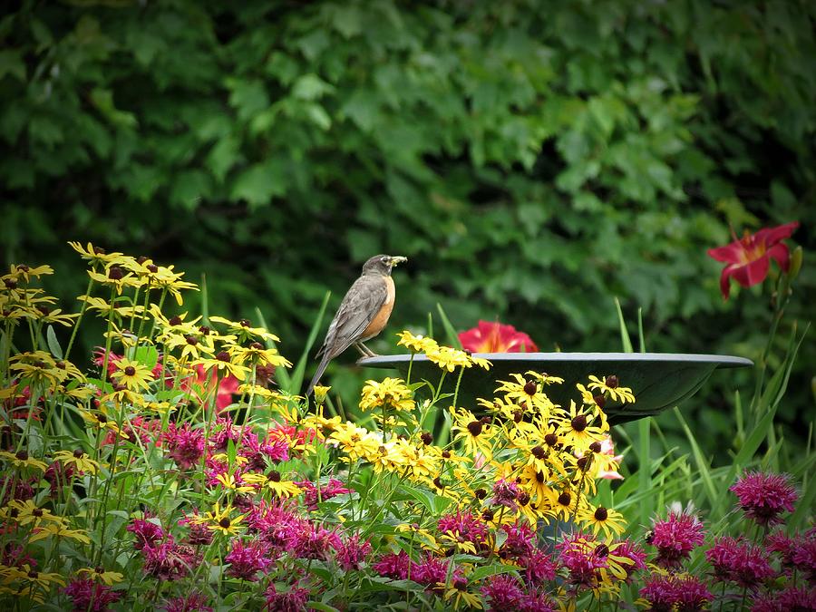 Robin With Flowers Photograph by MTBobbins Photography