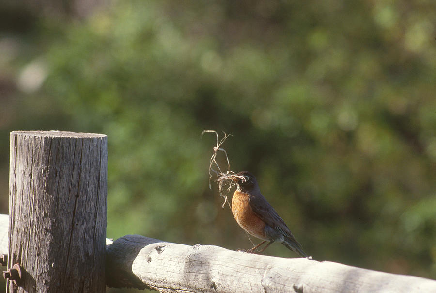 Robin With Nesting Material Photograph by Robert J. Erwin