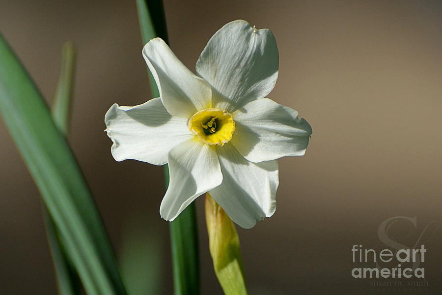 Robins Daffodil Photograph by Susan Smith