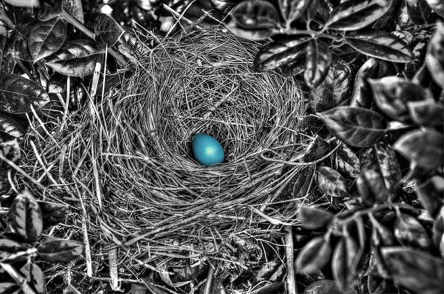 Robins Egg Blue B and W Photograph by Craig Burgwardt