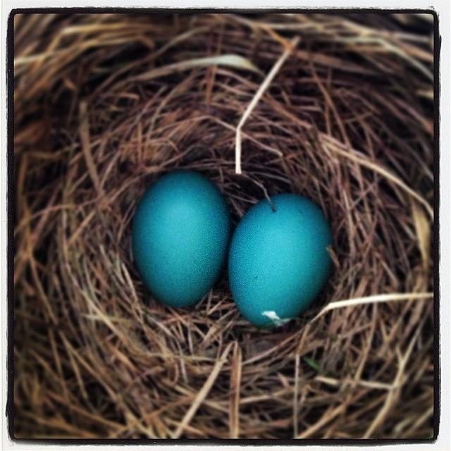 Spring Photograph - Robins Egg Blue, The Color Of Spring by Hermes Fine Art