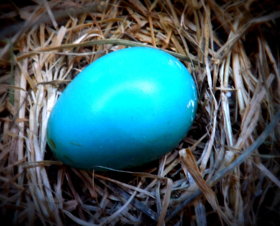 Spring Photograph - Robins Egg by Michael Sokalski