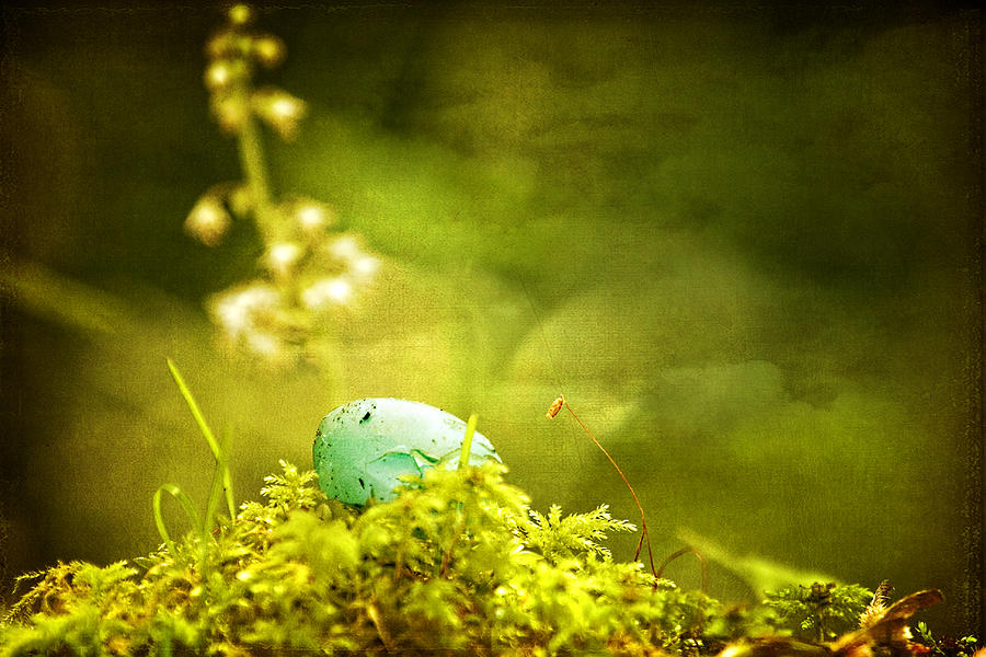 Robins Egg on Moss Photograph by Peggy Collins