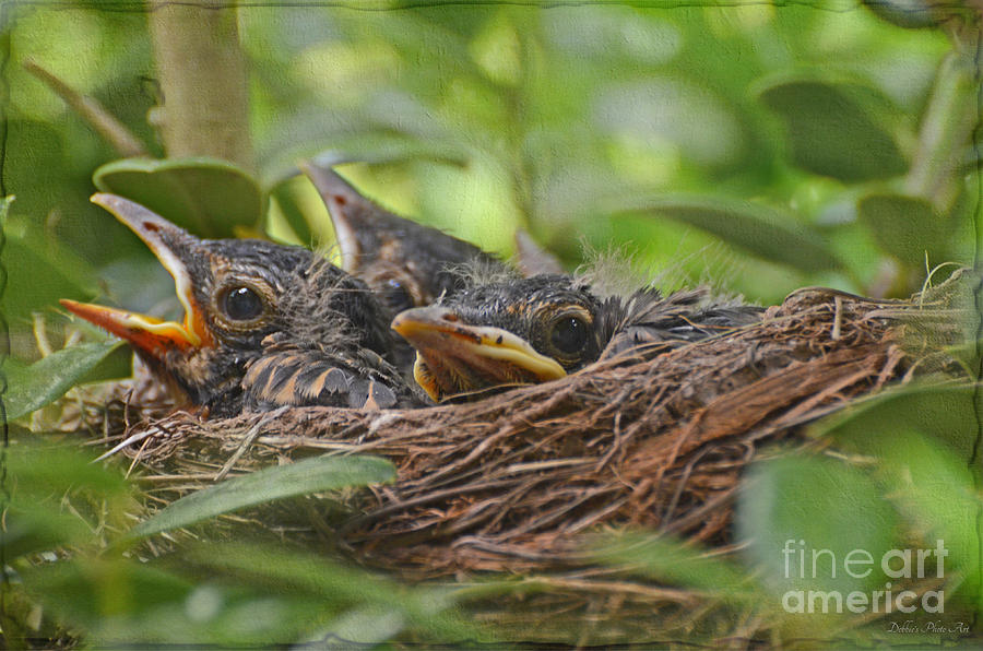 Robins in the Nest Photograph by Debbie Portwood