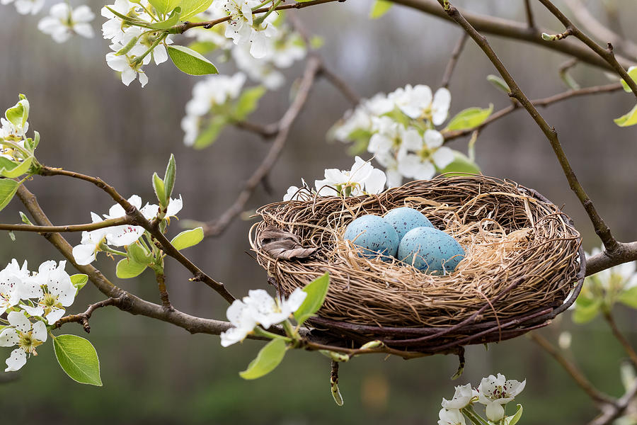 Robins Nest  Among the Spring Blossoms Photograph by Marcia Straub