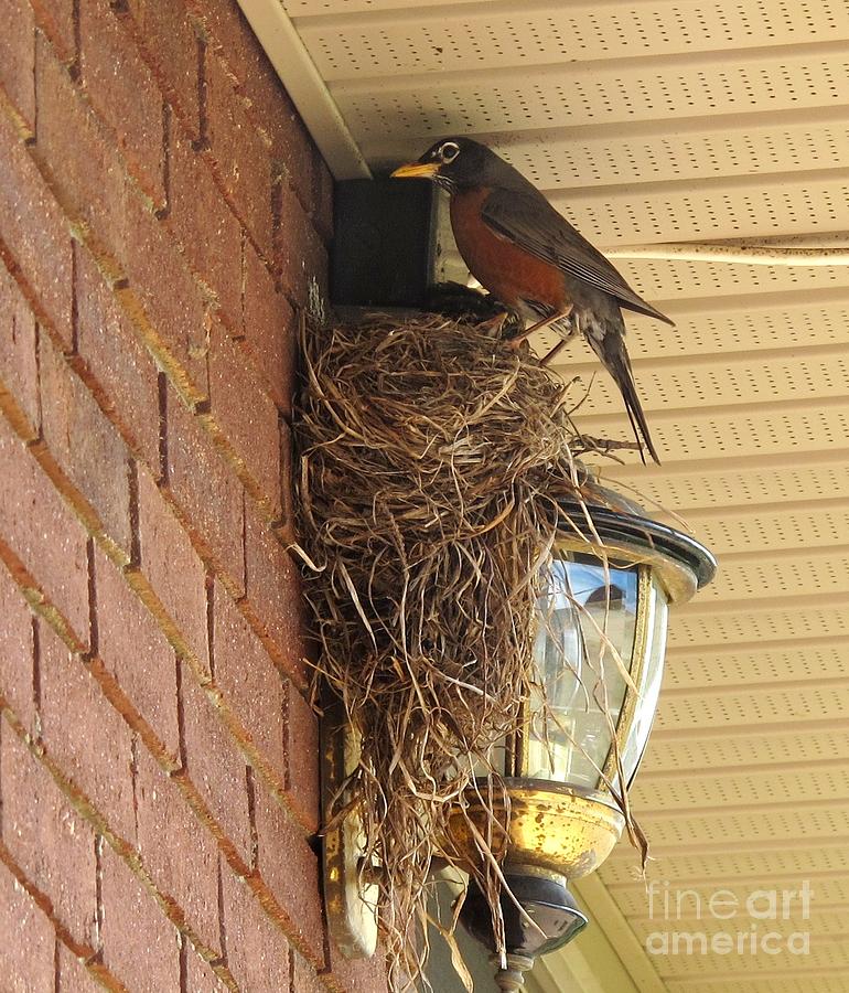 Robins Nest Photograph