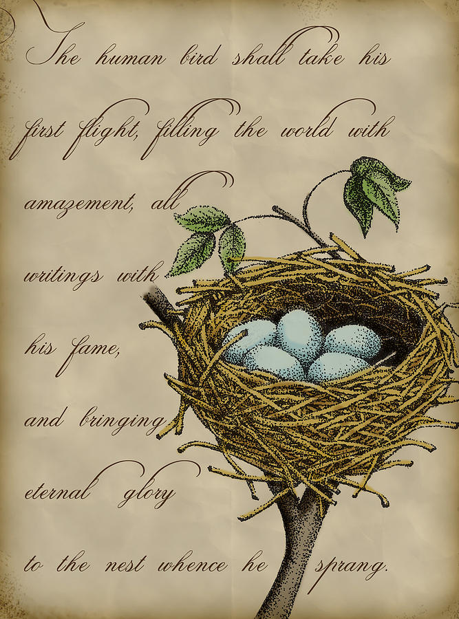 Robins Nest Digital Art