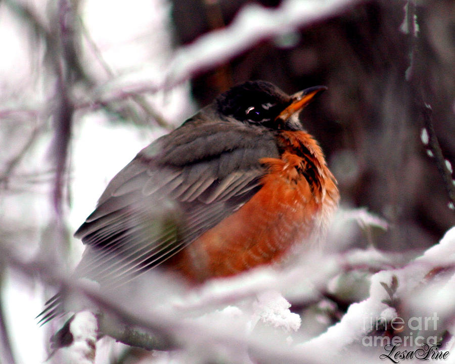 Robins Patience Photograph by Lesa Fine