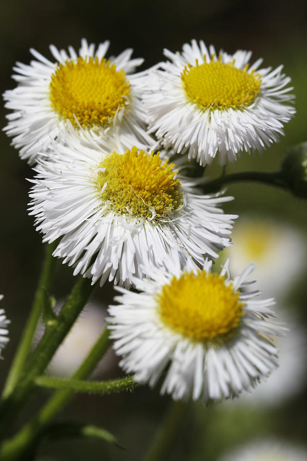 Robin's Plantain Wildflowers - Erigeron pulchellus Photograph by Kathy ...