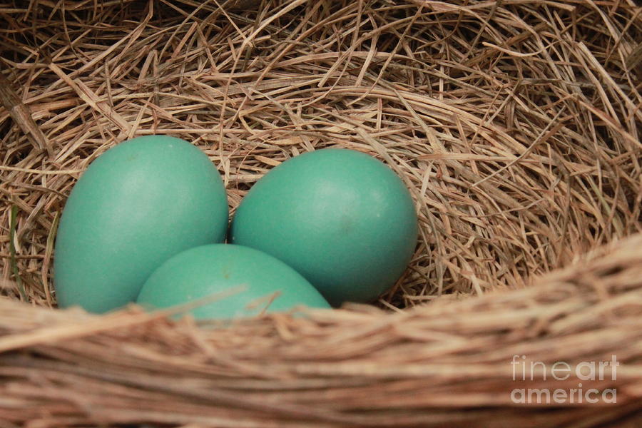 Robins three blue eggs Photograph by Jennifer E Doll