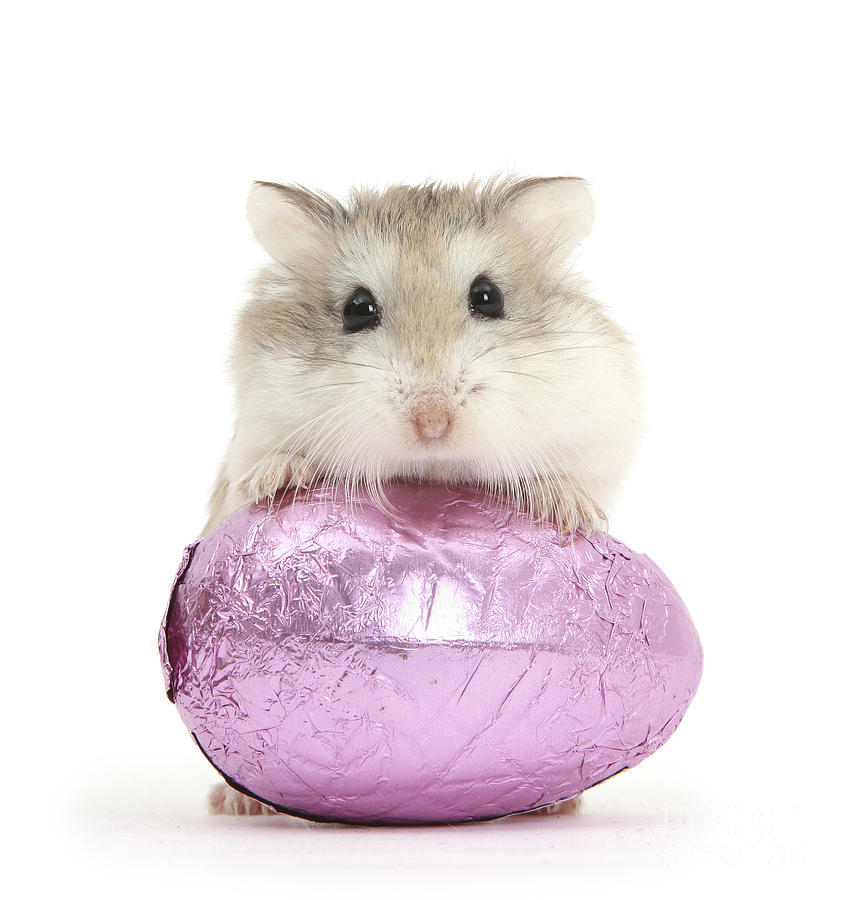 Roborovski Hamster And Easter Egg Photograph by Mark Taylor