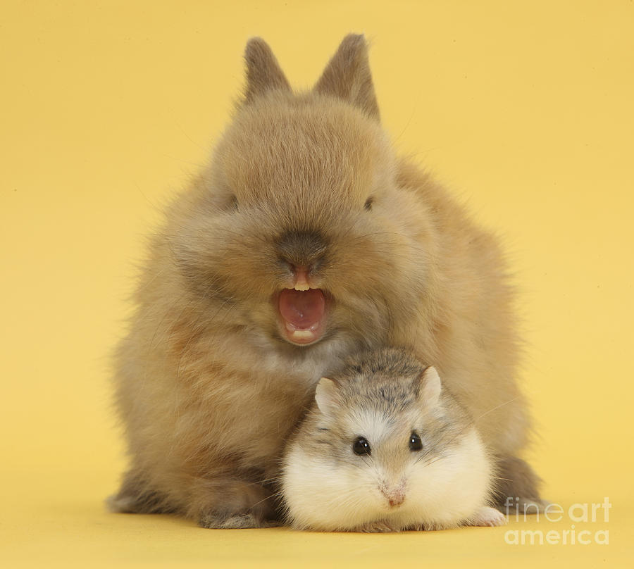 Roborovski Hamster And Rabbit Photograph by Mark Taylor