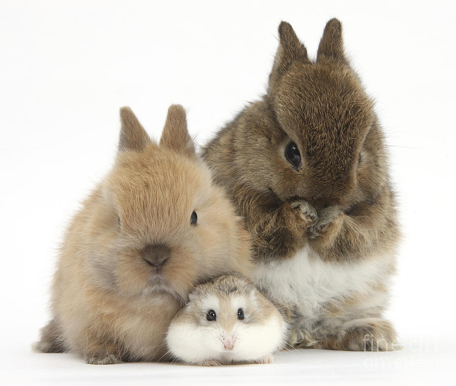 Roborovski Hamster And Rabbits Photograph by Mark Taylor