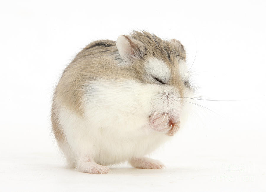 Roborovski Hamster Photograph by Mark Taylor