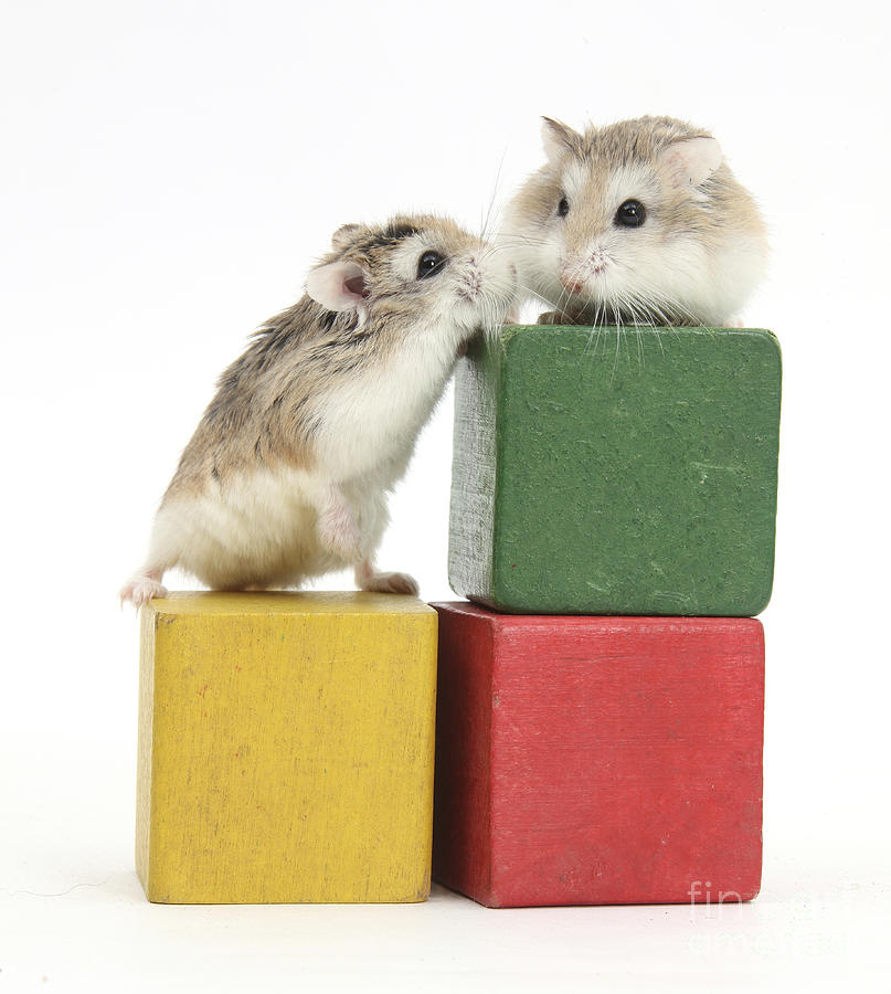 Roborovski Hamsters Photograph by Mark Taylor