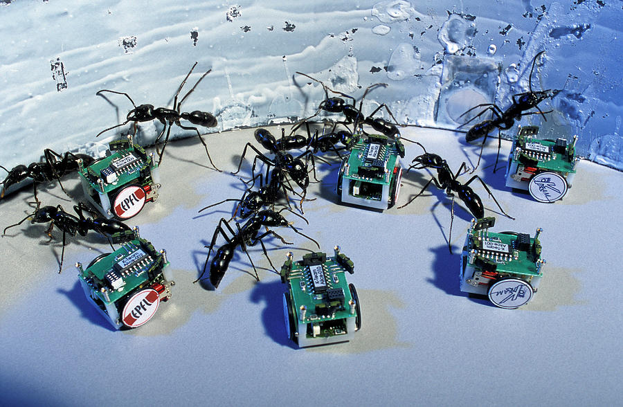 Robotic Ants Photograph by Pascal Goetgheluck/science Photo Library