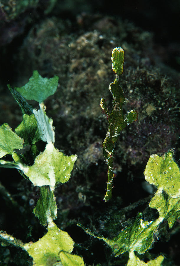 Robust Ghost Pipefish Photograph by Matthew Oldfield/science Photo Library