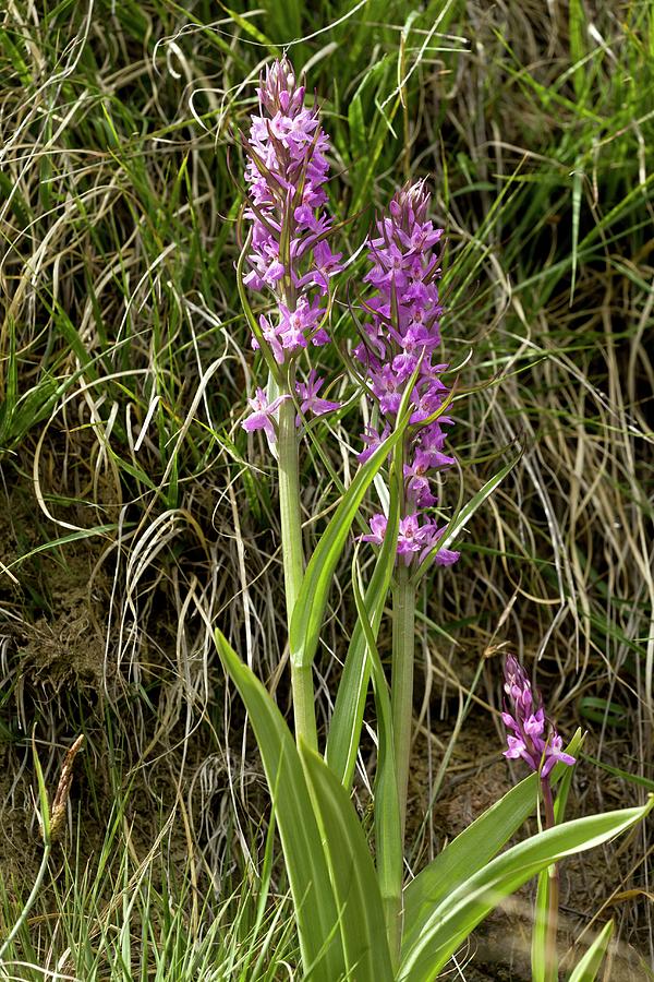 Robust Marsh Orchid (dactylorhiza Elata) Photograph by Bob Gibbons
