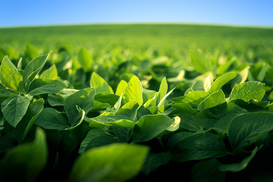Robust soy bean crop basking in the sunlight Photograph by JTSorrell