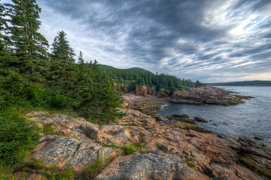 Rock and Pines of Acadia Photograph by At Lands End Photography