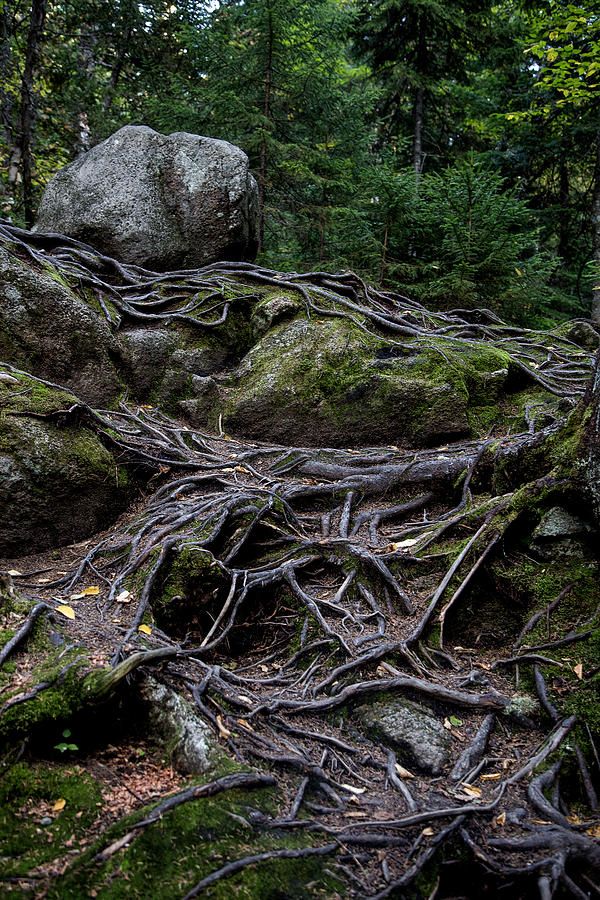 Tree Photograph - Rock and Roots by Mike Schaffner