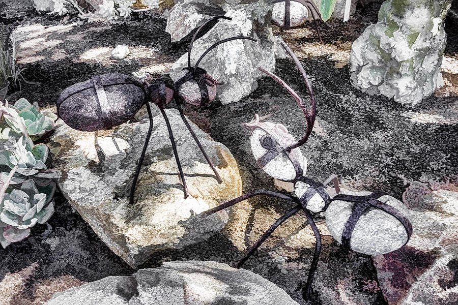 Rock Ants Digital Art by Photographic Art by Russel Ray Photos