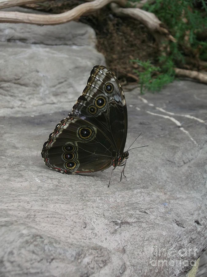 Butterfly Photograph - Rock Butterfly by Sarah Barba