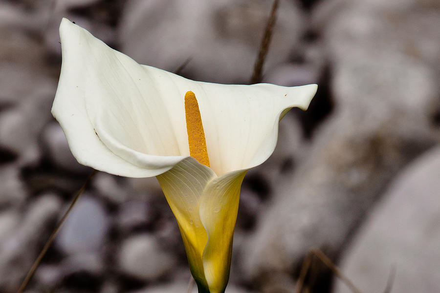 Rock Calla Lily Photograph by Melinda Ledsome