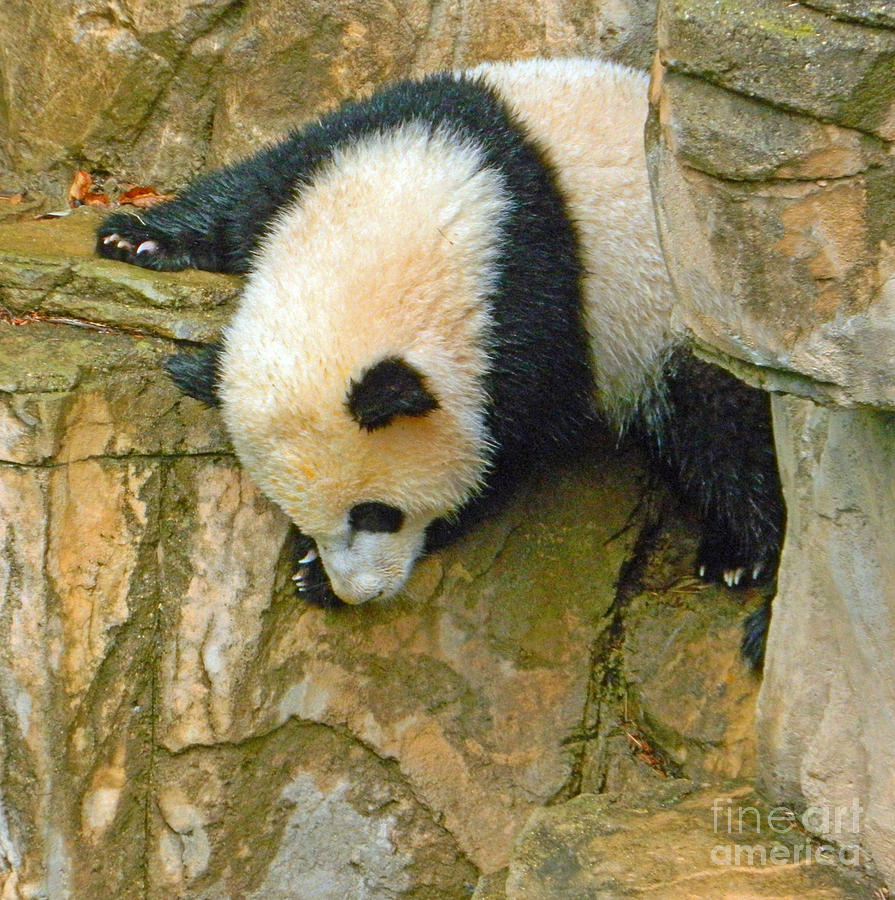 Rock Climbing - Baby Bao Bao To The Rescue Photograph by Emmy Vickers