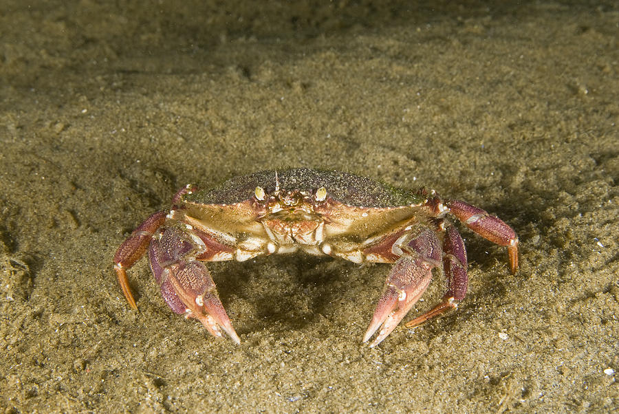 Rock Crab Photograph by Andrew J. Martinez