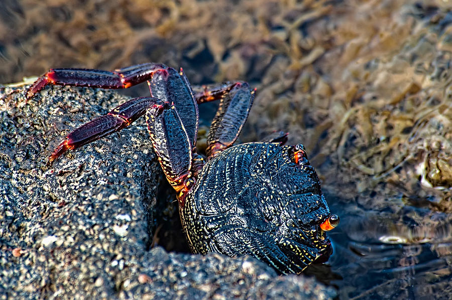 Rock Crab at Heeia Kea Pier Photograph by Dan McManus