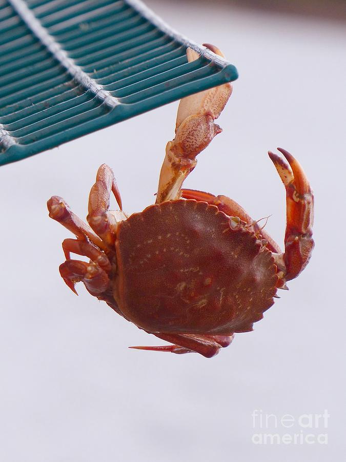 Rock Crab Photograph - Rock Crab On A Lobster Pot by Christine Stack Rock Crab Photograph - Rock Crab On A Lobster Pot by Christine Stack