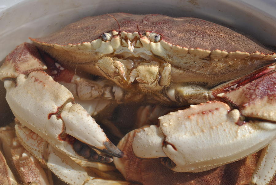 Rock Crab Photograph by Penny Wallace